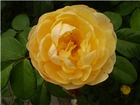 a692850c-Picture 3360.jpg
